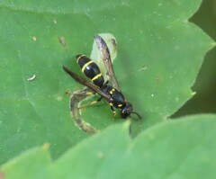 Symmorphus canadensis
