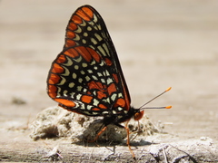 Euphydryas phaeton