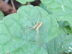 Dolomedes saganus