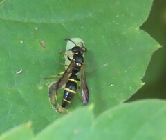Symmorphus canadensis