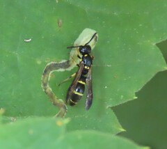 Symmorphus canadensis
