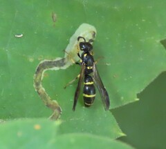 Symmorphus canadensis