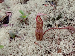 Nepenthes macfarlanei