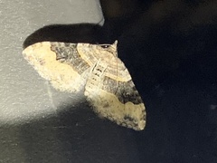 Xanthorhoe defensaria