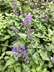 Nepeta