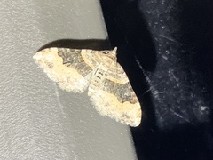 Xanthorhoe defensaria