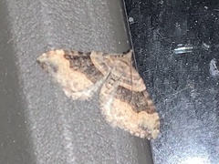 Xanthorhoe defensaria