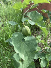 Aristolochia