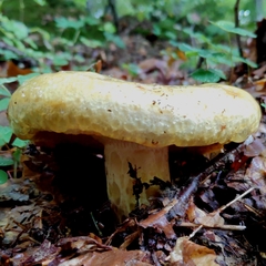 Lactarius scrobiculatus