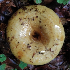 Lactarius scrobiculatus