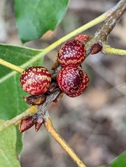 Kokkocynips imbricariae
