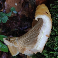 Lactarius scrobiculatus