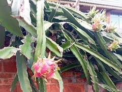 Selenicereus undatus