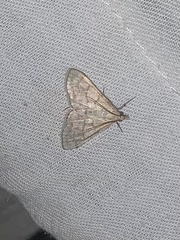 Paracorsia repandalis