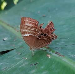 Abisara bifasciata