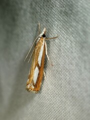 Catoptria latiradiellus