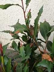 Antaxius spinibrachius