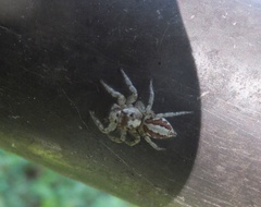 Plexippoides doenitzi