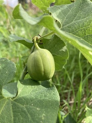 Aristolochia