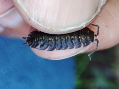 Porcellio dispar