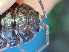 Porcellio dispar