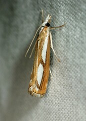 Catoptria latiradiellus