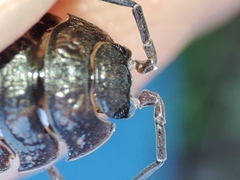Porcellio dispar