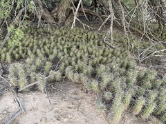 Echinocereus enneacanthus enneacanthus