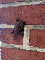 Perimyotis subflavus