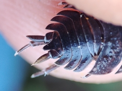 Porcellio dispar