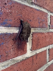 Perimyotis subflavus