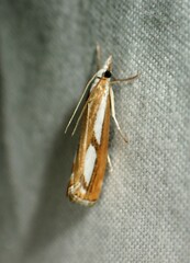 Catoptria latiradiellus