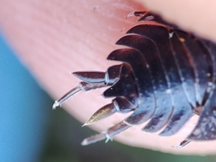 Porcellio dispar