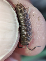 Porcellio dispar