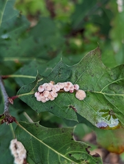 Callirhytis piperoides