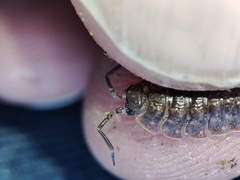 Porcellio dispar