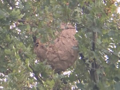 Vespa velutina