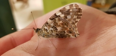 Vanessa cardui