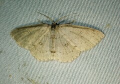 Cyclophora pendulinaria