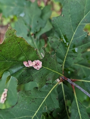 Callirhytis piperoides