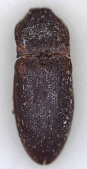Elateridae