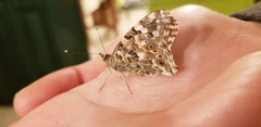 Vanessa cardui