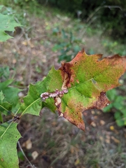 Callirhytis piperoides
