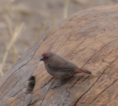 Lagonosticta senegala