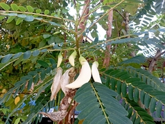 Sesbania grandiflora