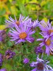 Symphyotrichum novae-angliae