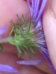 Symphyotrichum novae-angliae
