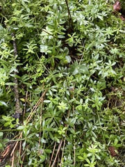 Galium aparine