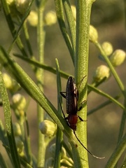 Stenosphenus dolosus