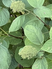 Hydrangea arborescens